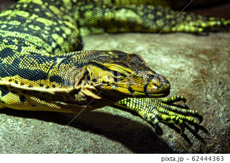 ミズオオトカゲ 62444363