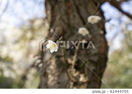 一輪の桜 62444705