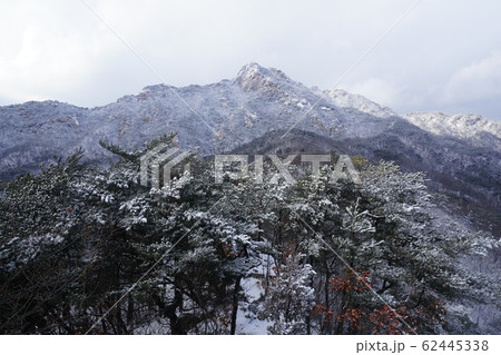 北朝鮮産 冬の木 一本道 62445338