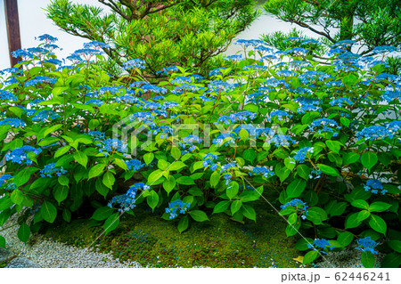 京都市東山区建仁寺塔頭寺院・霊源院甘露庭を撮影 62446241