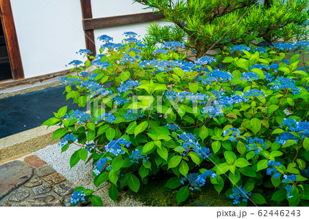 京都市東山区建仁寺塔頭寺院・霊源院甘露庭を撮影 62446243