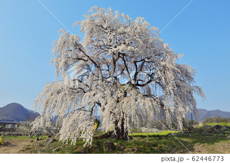 【春イメージ】《長野県高山村》 和美の桜 62446773