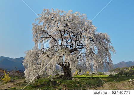 【春イメージ】《長野県高山村》 和美の桜 62446775