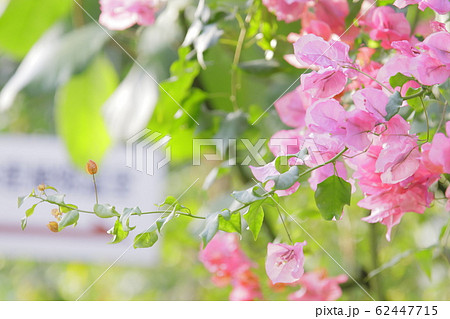 明るい鮮やかなピンクの花びら 62447715