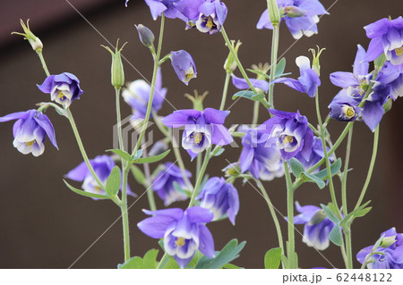おだまきの花々 62448122