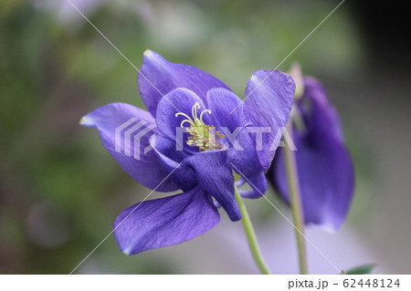 イトクリソウの花 62448124