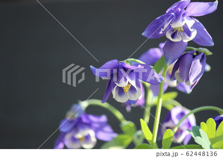 糸繰草の花 62448136