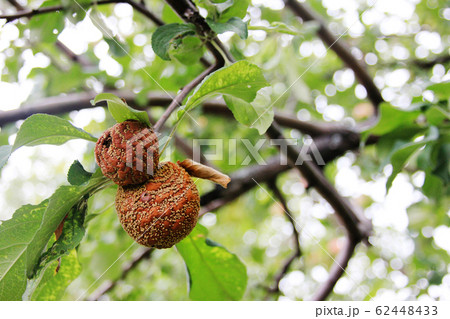 Monilia. Apples Infected by Fungal Disease Monilia fructigena in Orchard 62448433