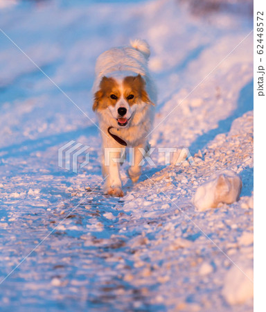 A dog in the rays of a sunset in the snow A dog in the rays of a sunset in the snow 62448572