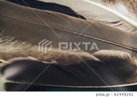 Close up Beautiful Bird feather pattern background 62449202