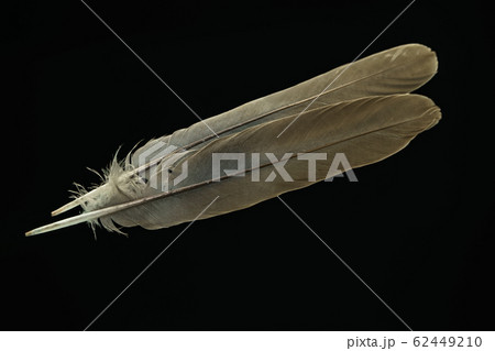 Beautiful gray Bird feather pattern for design 62449210