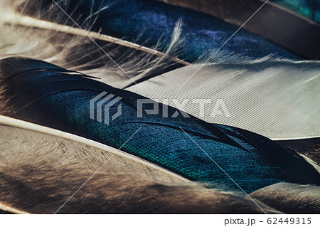Close up Beautiful Colored duck Bird feather Close up Beautiful Colored duck Bird feather 62449315