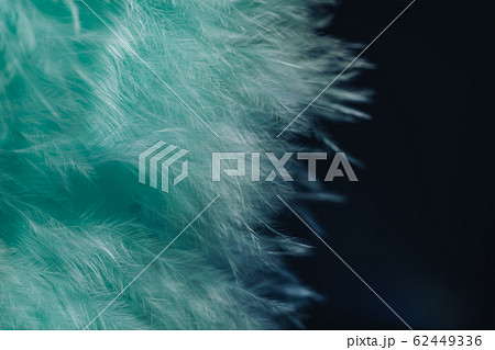 Close up Beautiful green trends bird  feather 62449336