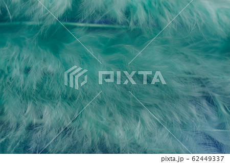 Close up Beautiful green trends bird  feather 62449337