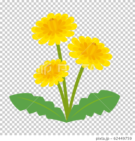たんぽぽイラストのイラスト素材