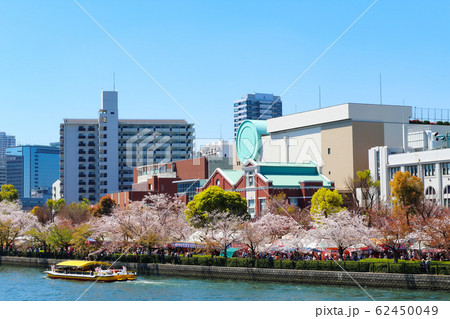 桜 造幣局 大阪 桜 造幣局 大阪 62450049