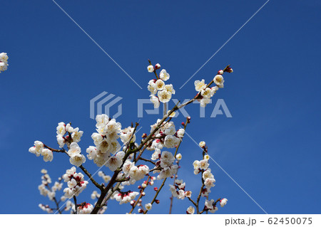 梅の花 梅の花 62450075