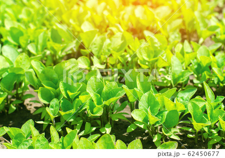 green aubergine seedlings in the greenhouse, ready for transplant in the field, farming, agriculture, vegetables, eco-friendly agricultural products, agroindustry, closeup green aubergine seedlings in the greenhouse, ready for transplant in the field, farming, agriculture, vegetables, eco-friendly agricultural products, agroindustry, closeup 62450677