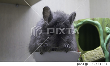 ペット お気に入り 愛玩動物 62451224