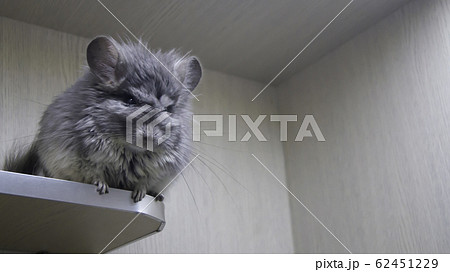ペット お気に入り 愛玩動物 62451229