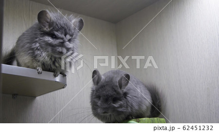 ペット お気に入り 愛玩動物 62451232