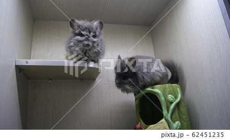 ペット お気に入り 愛玩動物 62451235