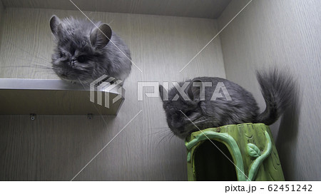 ペット お気に入り 愛玩動物 62451242