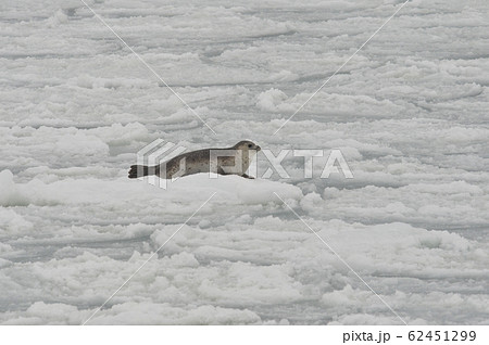 ゴマフアザラシ1315 62451299