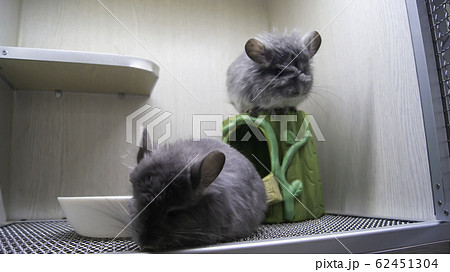 ペット お気に入り 愛玩動物 62451304