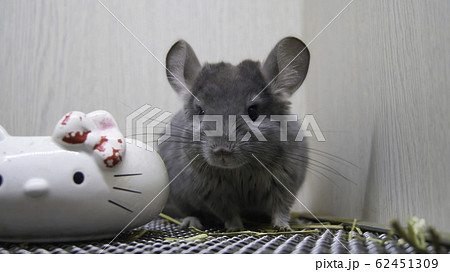 バニー うさぎ 子うさぎ 62451309