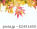 bright autumn leaves in the natural environment 62451450