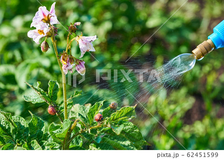 Spraying plants against Colorado potato beetle. Insect pest control in agriculture. pest control colorado potato Spraying plants against Colorado potato beetle. Insect pest control in agriculture. pest control colorado potato 62451599