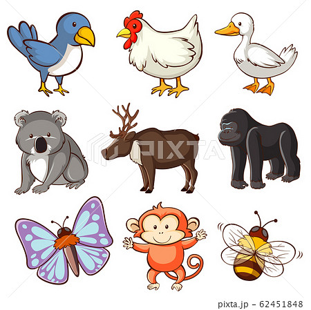 Set of different types of animals on white Set of different types of animals on white 62451848