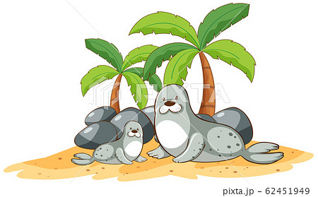 Seals on the beach on white background Seals on the beach on white background 62451949