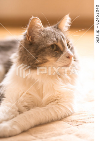 カーペットでくつろいで何かを見つめる猫【ノルウェージャンフォレストキャット】 カーペットでくつろいで何かを見つめる猫【ノルウェージャンフォレストキャット】 62452040