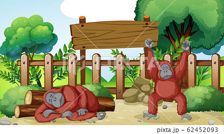 Scene with two chimpanzees in the zoo 62452093