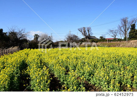 青空と菜の花　里山公園 62452975