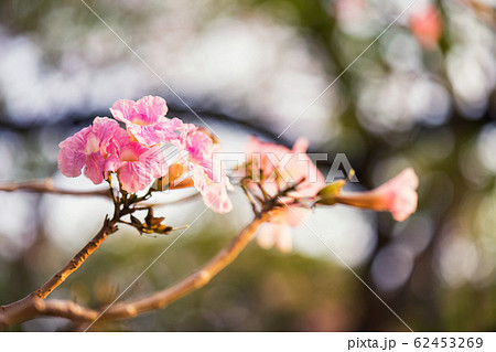 Tabebuia Rosea flower with foliage bokeh 62453269