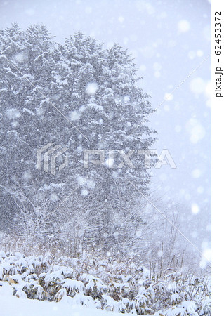 雪景色、松の大木と雪降りの風景、大雪 62453372
