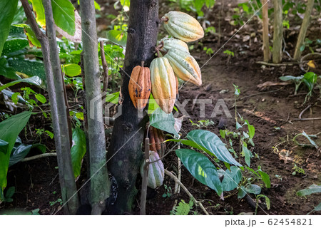 カカオの実 カカオポッド チョコレート原料の写真素材