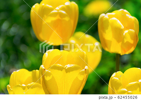 Blooming yellow tulips Blooming yellow tulips 62455026