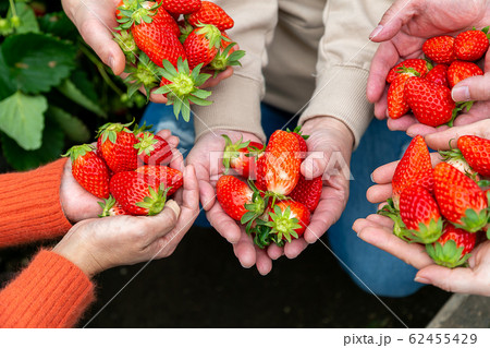 苺狩りをする仲間達 苺狩りをする仲間達 62455429