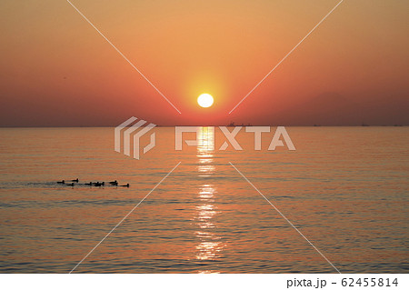 千葉市の海岸 夕日と水鳥の群れ 千葉市の海岸 夕日と水鳥の群れ 62455814