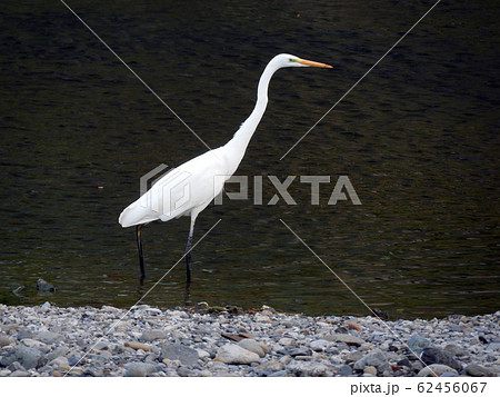 川の鷺 62456067