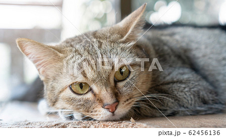 Gray striped cat lying in the room. Gray striped cat lying in the room. 62456136