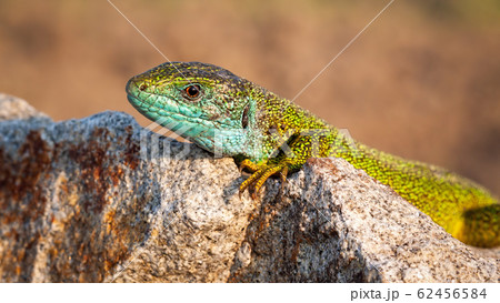 Shy male of European green lizard hiding behind a stone at sunset 62456584