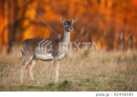 Side view of a wild fallow deer watching attentively in nature 62456585