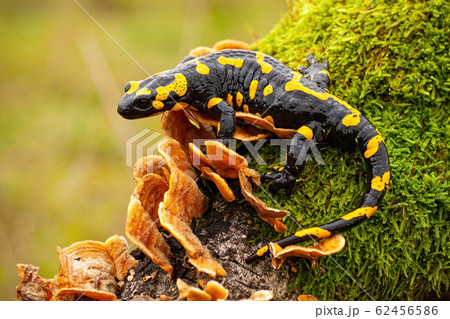 Fire salamander looking sideways from a moss covered tree in forest 62456586