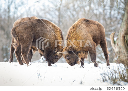Strong wisents in a territorial duel on snow in winter 62456590