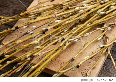 White willow branches with buds 62457162
